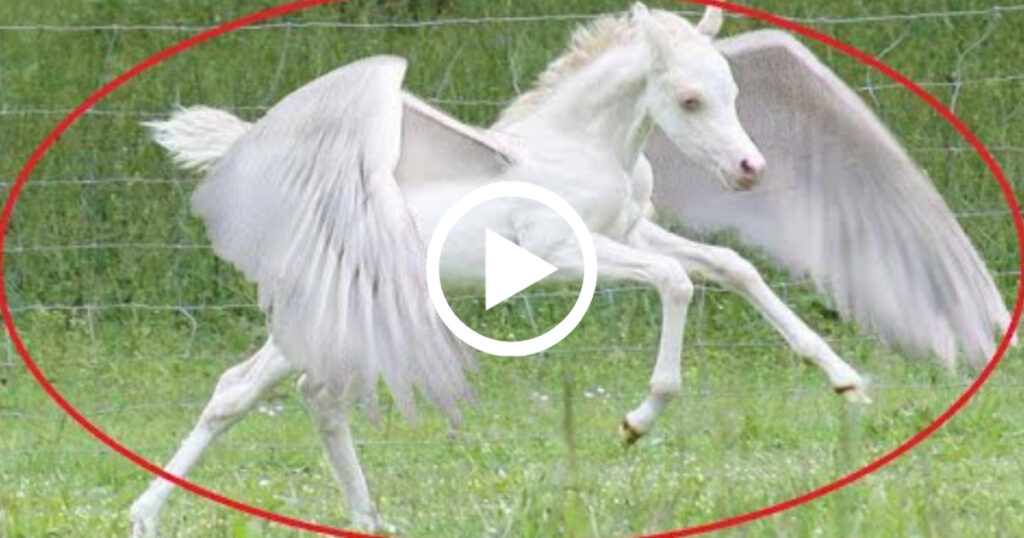 The 10 Mythical Creatures Caught On Camera Spotted In Real Life ...